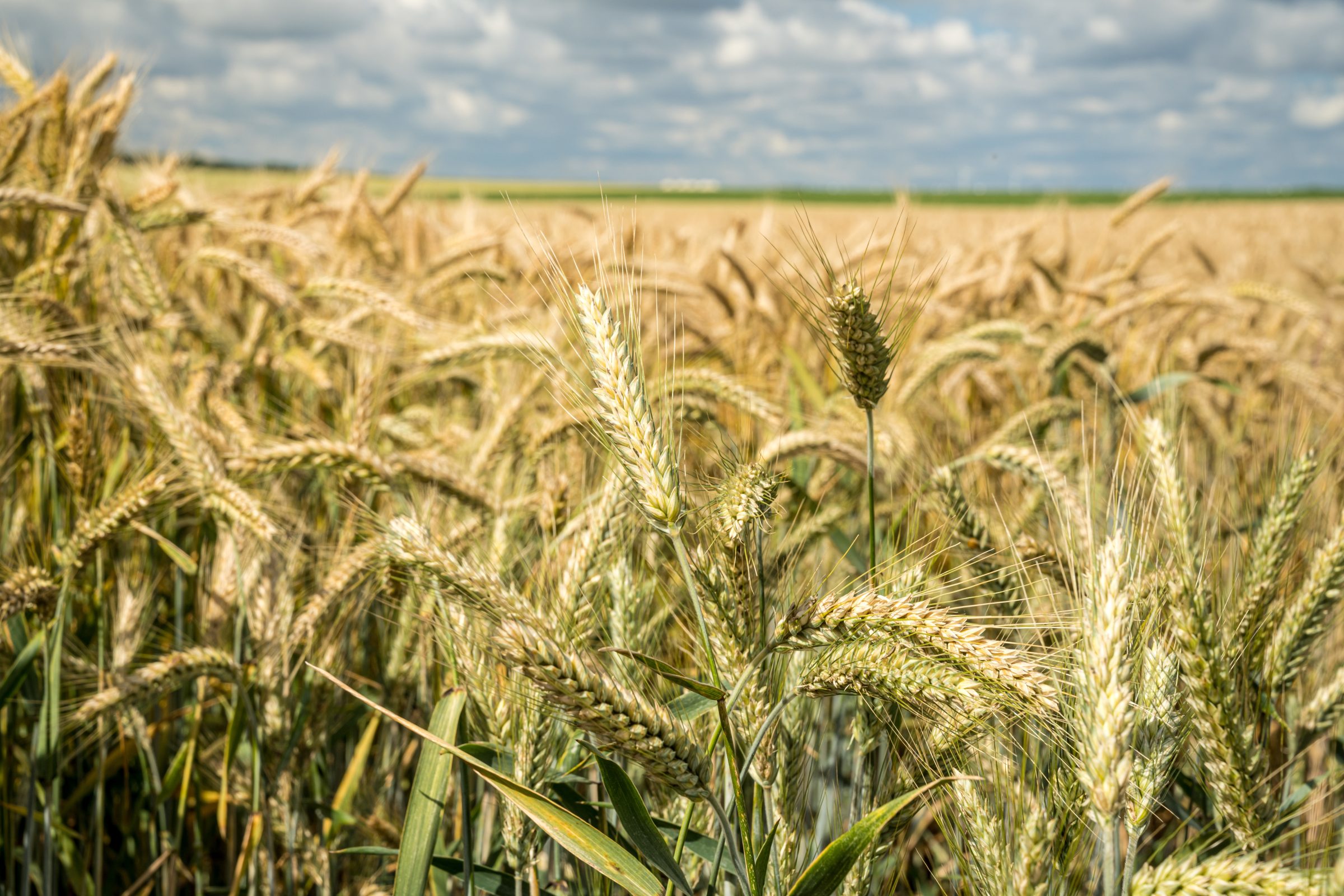 Plan Estratégico Agroalimentario de Navarra
