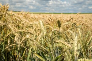 Plan Estratégico Agroalimentario de Navarra